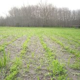 Organic Lucerne Growing